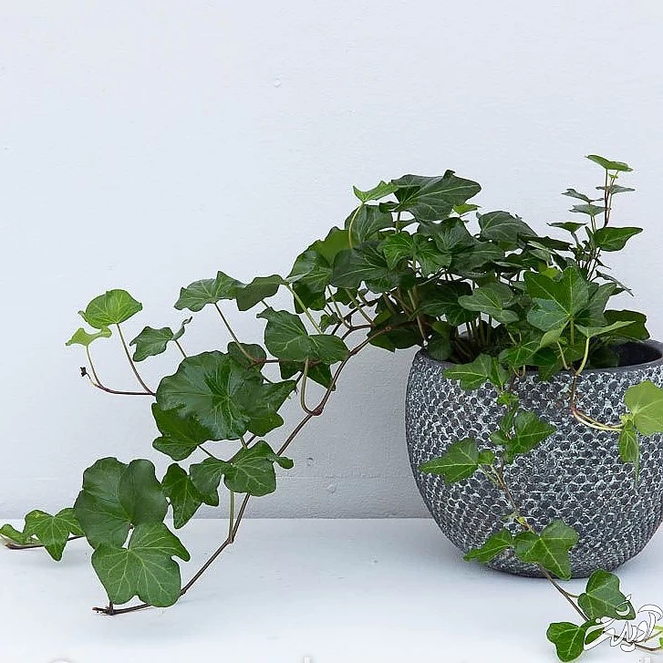 دو پیشنهاد عالی برای نگهداری از گیاهان آپارتمانی در محیط‌های کم نور